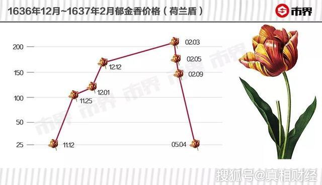 郁金香最新行情揭晓